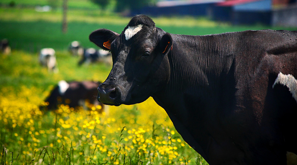 Weekly Roundup 191029