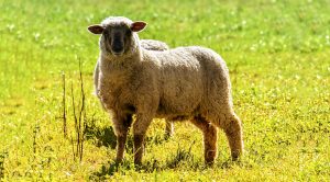 Weekly roundup 191009 (Weekly Roundup, 9th October 2019)