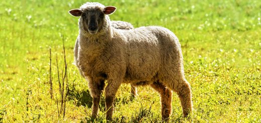 Weekly roundup 191009