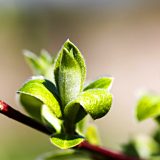 SGAP 27 - November 2019