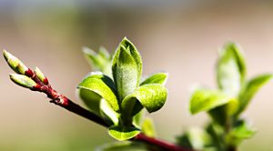 SGAP 27 &ndash; November 2019 (SmallCap Growth Aim Portfolio 27 &ndash; November 2019)