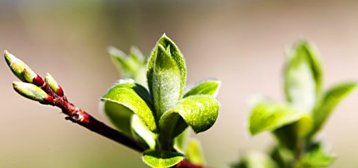 SGAP 27 - November 2019