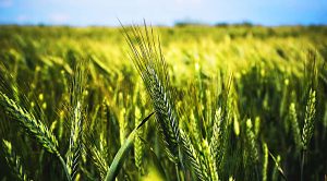 Stock Screeners November 2019 (Stock Screeners November 2019)