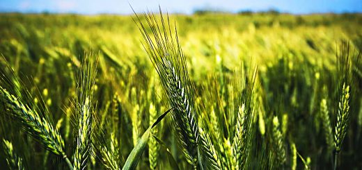 Stock Screeners November 2019