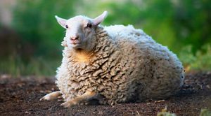 Weekly Roundup 191105 (Weekly Roundup, 5th November 2019)