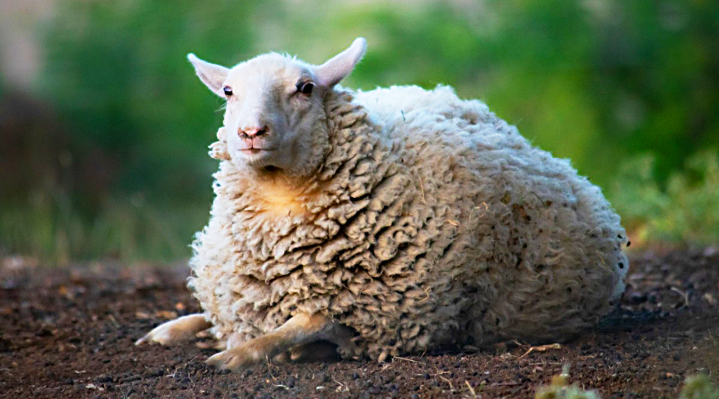 Weekly Roundup 191105