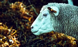 Weekly Roundup 191112 (Weekly Roundup, 12th November 2019)