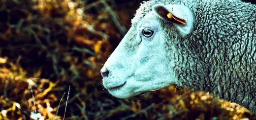 Weekly Roundup 191112