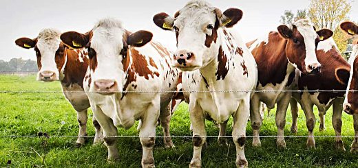 Weekly Roundup 191119