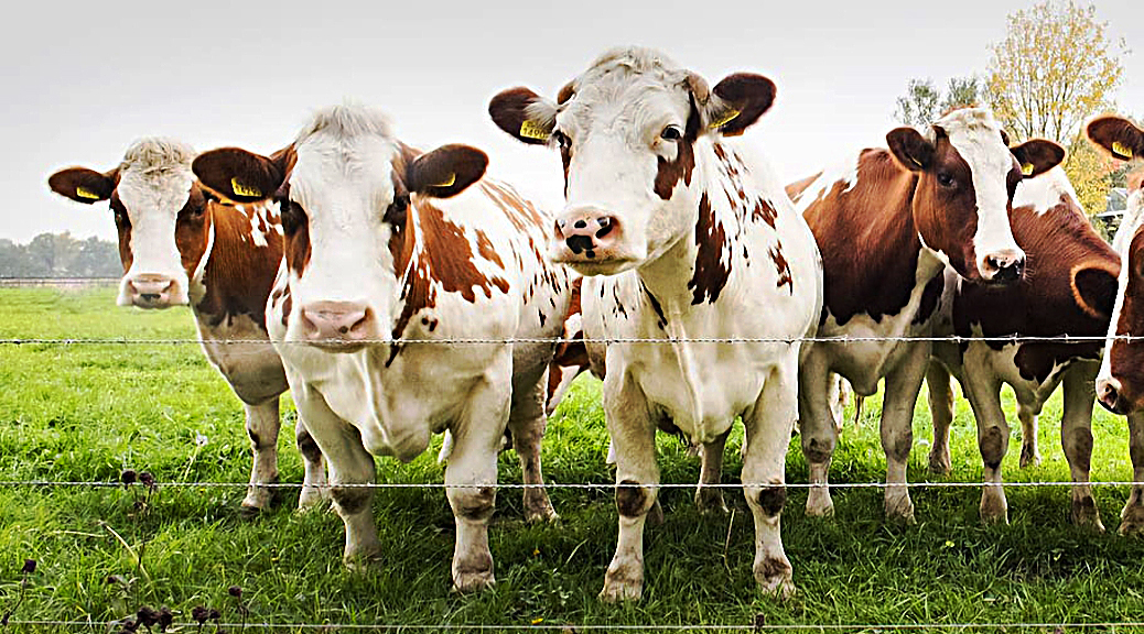 Weekly Roundup 191119