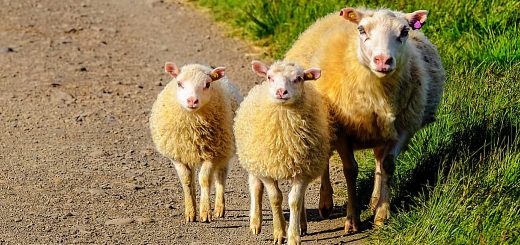 Weekly Roundup 191126