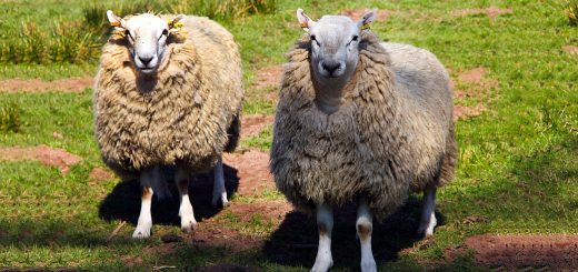 Weekly Roundup 191202