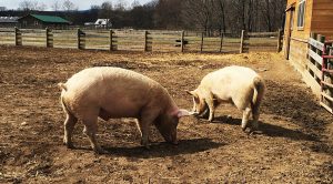 Piggyback Portfolio 21 (Piggyback Portfolio 21 &ndash; December 2019)