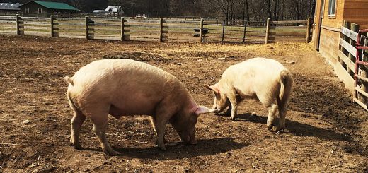 Piggyback Portfolio 21