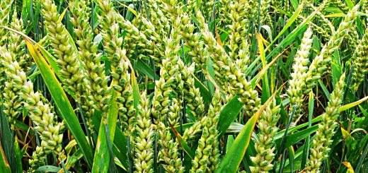 Stock Screeners December 2019