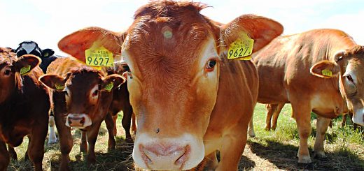 Weekly Roundup 191217