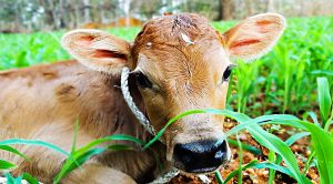 Weekly Roundup 191231 (Weekly Roundup, 1st January 2020)