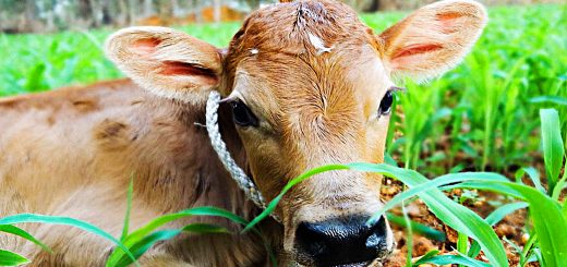 Weekly Roundup 191231