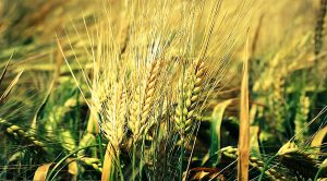 Stock Screeners January 2020 (Stock Screeners January 2020)