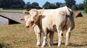 Weekly Roundup 200108 (Weekly Roundup, 7th January 2020)