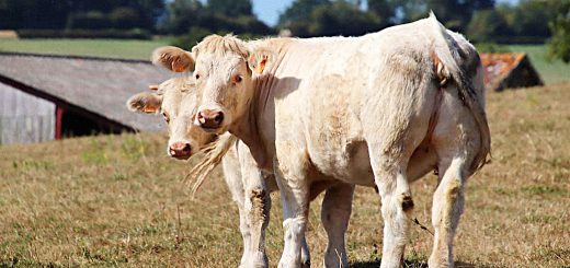 Weekly Roundup 200108