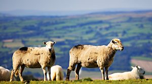 Weekly Roundup 200120 (Weekly Roundup, 21st January 2020)