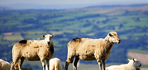 Weekly Roundup 200120