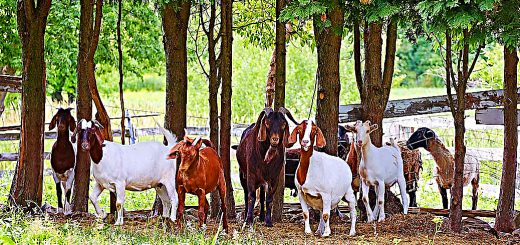 Weekly Roundup 200128