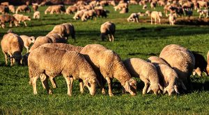 Weekly Roundup 200204 (Weekly Roundup, 3rd February 2020)