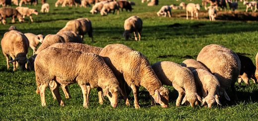 Weekly Roundup 200204