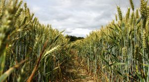 Stock Screeners February 2020 (Stock Screeners February 2020)