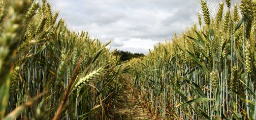 Stock Screeners February 2020