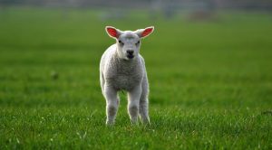 Weekly Roundup 200210 (Weekly Roundup, 10th February 2020)