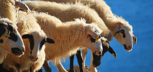 Weekly Roundup 200224