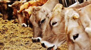 Weekly Roundup 200302 (Weekly Roundup, 2nd March 2020)