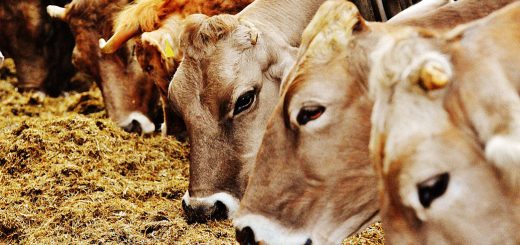 Weekly Roundup 200302