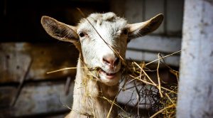 Weekly roundup 200217 (Weekly Roundup, 17th February 2020)