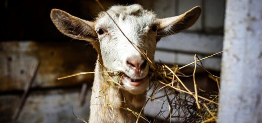 Weekly roundup 200217