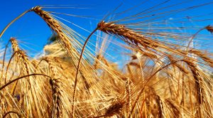 Stock Screeners March 2020 (Stock Screeners March 2020)