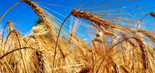 Stock Screeners March 2020