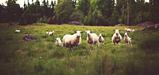 Weekly Roundup 200309