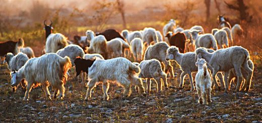 Weekly Roundup 200323