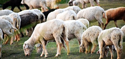 Weekly Roundup 200330