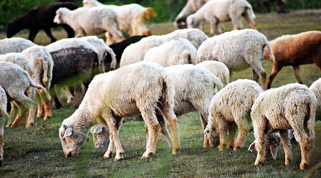 Weekly Roundup 200330