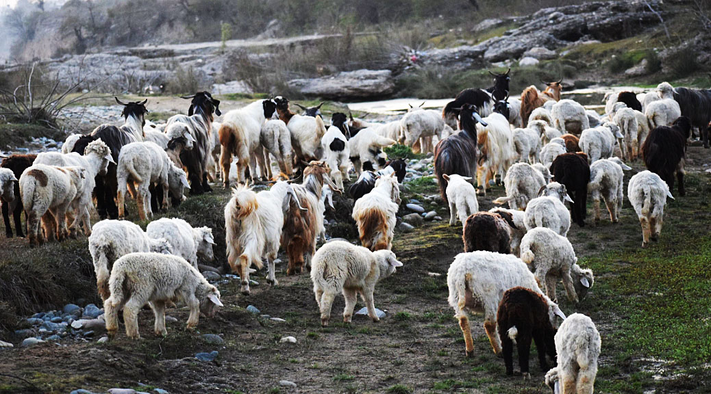 Weekly Roundup 200406