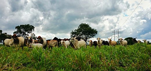 Weekly Roundup 203017