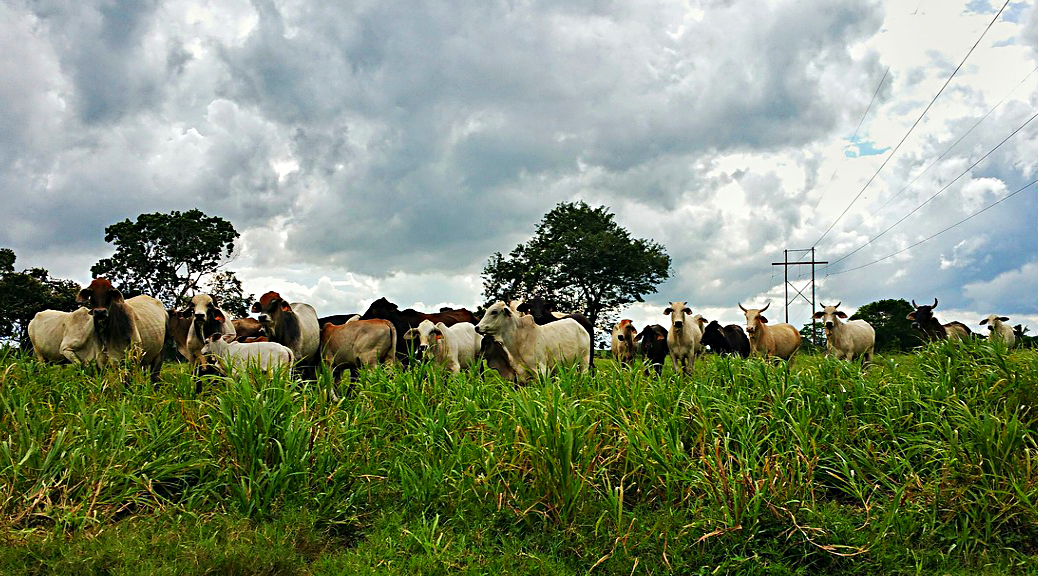 Weekly Roundup 203017