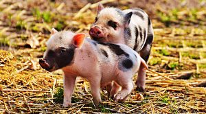 Piggyback Portfolio 22 (Piggyback Portfolio 22 &ndash; April 2020)