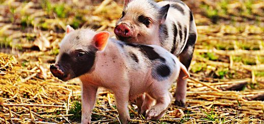 Piggyback Portfolio 22