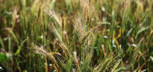 Stock Screeners April 2020